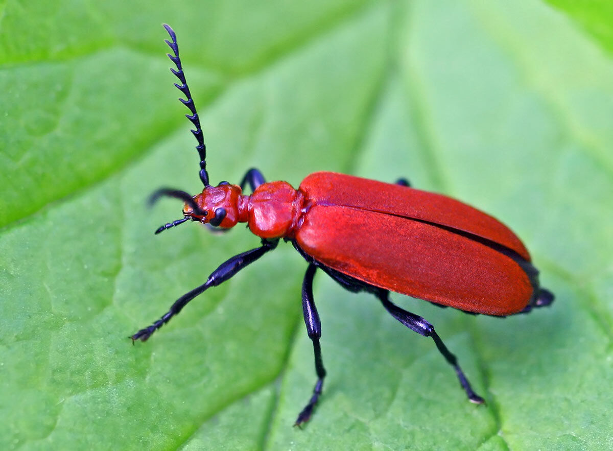 Cardinal Beetle.jpg
