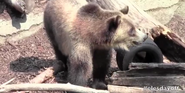 Cleveland Metroparks Zoo Grizzly