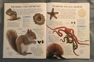 DK Encyclopedia Of Animals (155)
