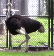 Detroit Zoo Ostrich
