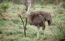 Madikwe Game Reserve 001.jpg