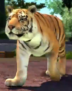 Malayan Tiger