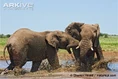 Male-African-elephants-fighting.jpg (80 KB)