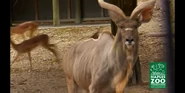 Naples Zoo Kudu.png (1.83 MB) Greater Kudu