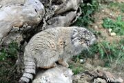 Pallas' Cat as Mrs. Bellium