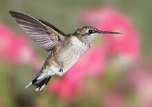 Ruby throated hummingbird 3-0.jpg