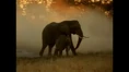 WAET Elephants.png (540 KB)