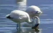 Zoboomafoo White Flamingos