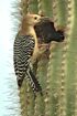 Gila Woodpecker