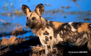 African Wild Dog as Grey Wolf