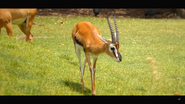 Thomson's Gazelle as Talking Dog