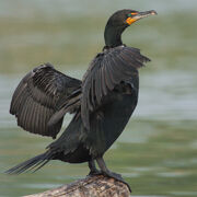 Cormorant, double-crested.jpg