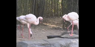 Lesser Flamingo