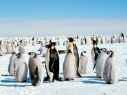 Emperor Penguins as Penguins