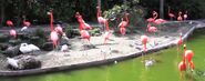 Flamingo in miami zoo