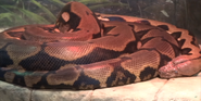 Indianapolis Zoo Reticulated Python