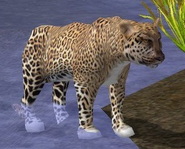 African Leopard