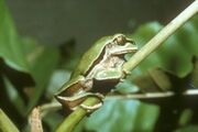 Leptopelis nordequatorialis.jpeg