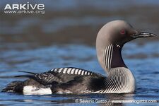Loon, Arctic.jpg