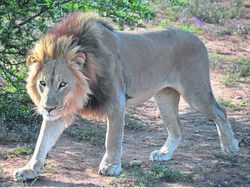 72 Most Dangerous Animals: Africa | The Parody Wiki | Fandom