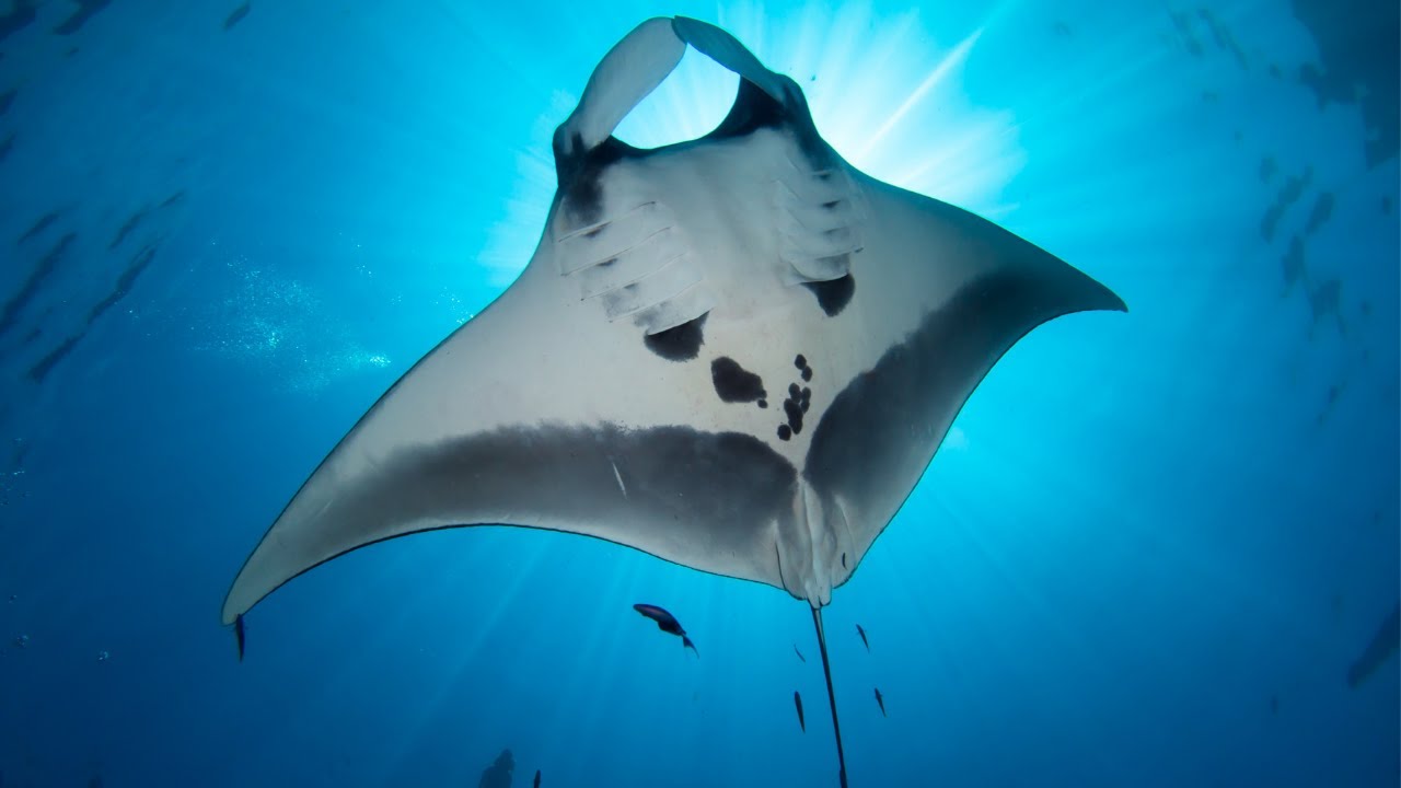 Giant Manta Ray The Parody Wiki Fandom