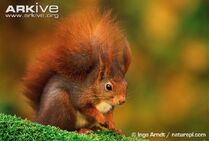 Squirrel, red.jpg
