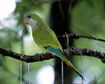 Monk Parakeet