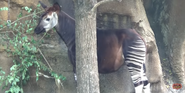 Cincinnati Zoo Okapi