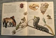 DK Encyclopedia Of Animals (7)