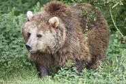 Eurasian orso bruno (Ursus arctos arctos)