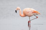 Flamingo, Chilean