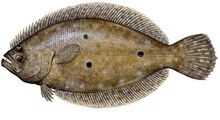 Gulf-Flounder1.jpg
