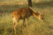 Kanha-national-park.jpg