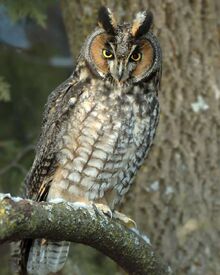 Long-eared Owl l27-1-013 l.jpg
