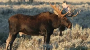 Eurasian Elk as Woog