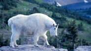 Mountain-goat