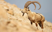 Nubian ibex.jpg