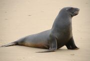 Sea Lion, New Zealand.jpg