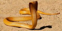 AR-Snakes-CapeCobra-ReptileAtlasOfSouthAfrica-Hopkings.K-Measey.KT .jpg