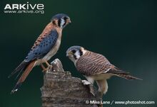 American-kestrel-pair-male-left-female-right.jpg
