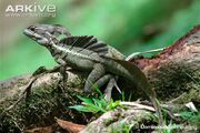 Brown Basilisk.jpg