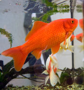 Goldfish as Fish