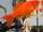 Goldfish