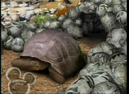 Little Einsteins Giant Tortoise
