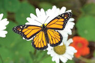 Monarch Butterfly