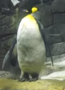 Newport Aquarium King Penguin