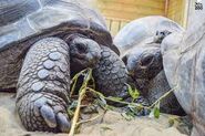 Noah's Ark Aldabra Giant Tortoises