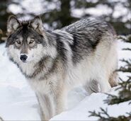 Northwestern Wolf in Canada