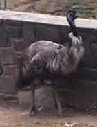 Emu