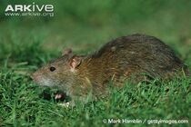 Rat, brown.jpg